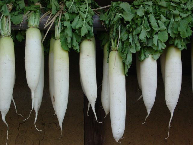 Daikon Radish