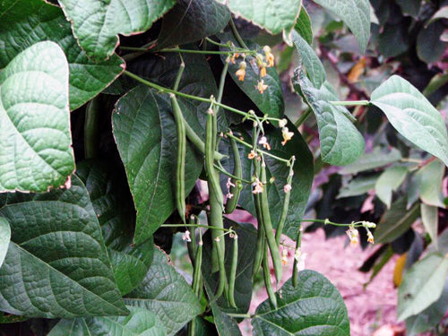 Bean Seeds, Blue Lake 274 Bush