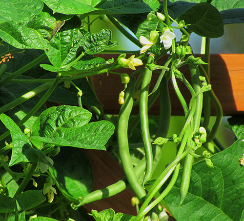 Bean Seeds, Blue Lake Pole Bean