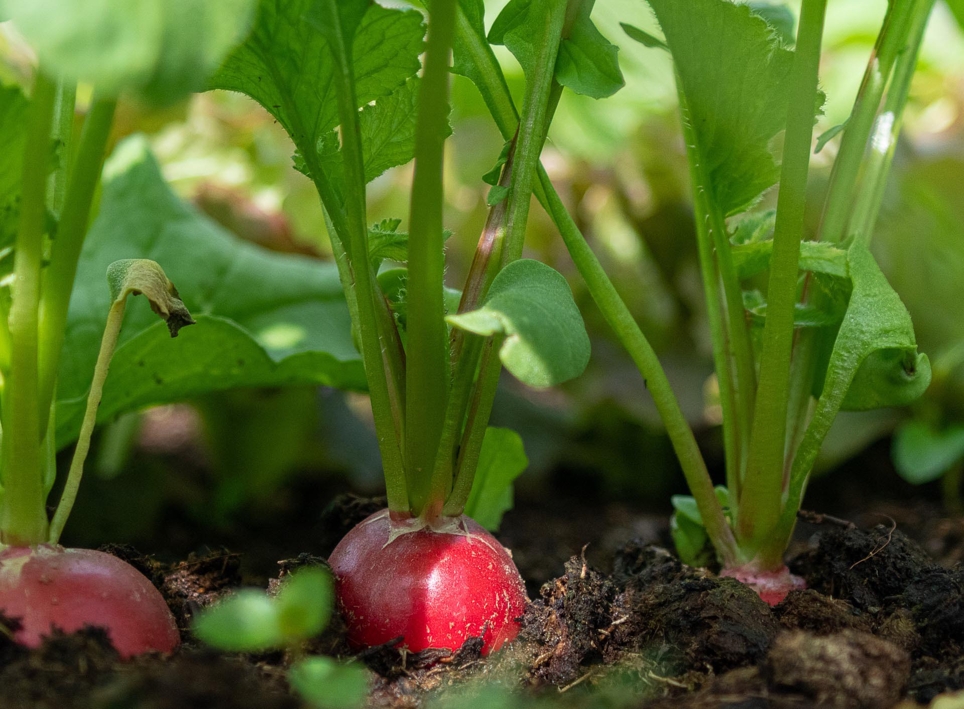 planting cherry belle radish seeds Radish, Cherry Belle Radish AAS – Black & White Seed Company
