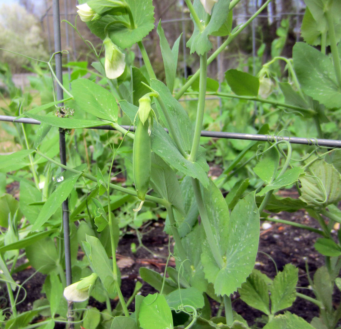 Sugar Anne Snap Pea