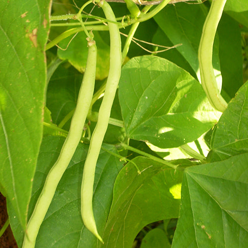 Bean Seeds, Kentucky Wonder Yellow Wax Pole
