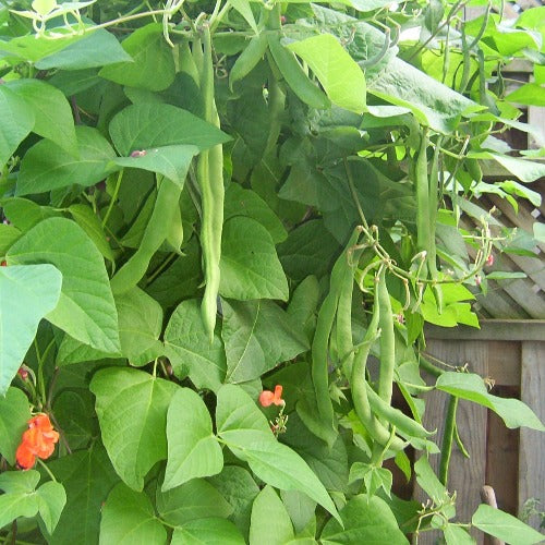 Bean Seeds, Scarlet Runner Pole Bean