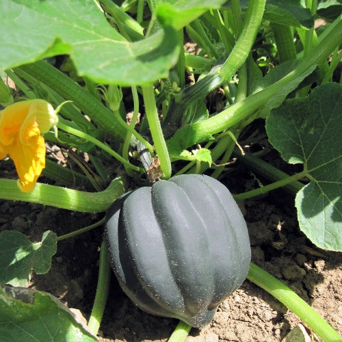 Acorn Squash Seed