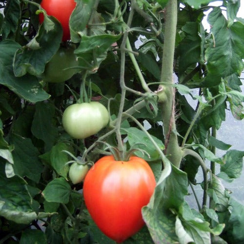 Amish Paste Tomato Seed