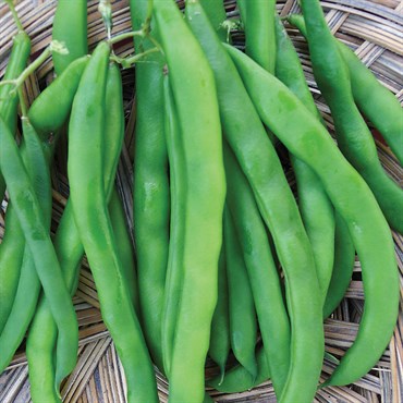 White Half runner Bush Bean