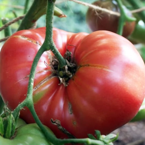 Red Brandywiine Tomato Seed