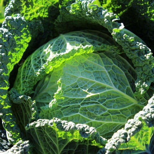 Savoy Cabbage Seeds