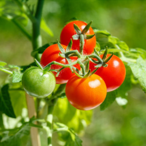 Large Red Cherry Tomato Seed