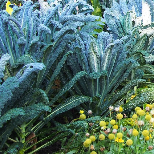 Lacinato Kale aka Dinosaur Kale