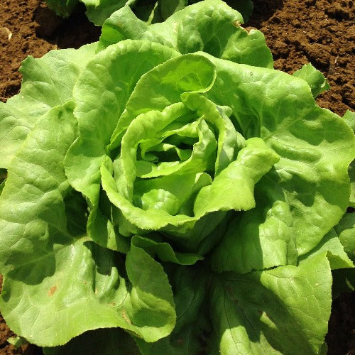 Buttercrunch Lettuce Seeds