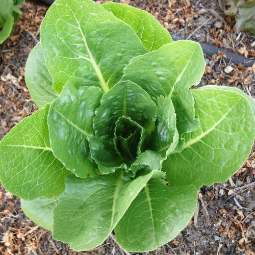 Little Caeser Lettuce