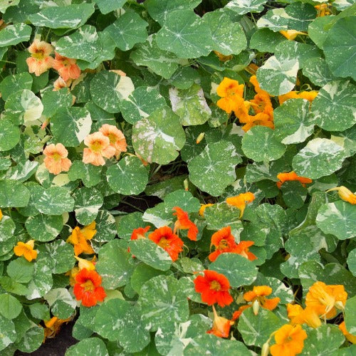 Nasturtium Seed, Alaska Mix