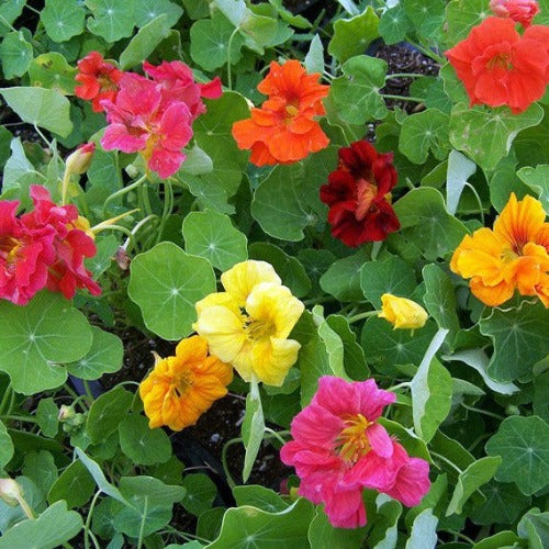 Nasturtium Seed - Jewel Mix