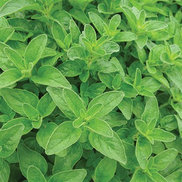 Herb, Oregano