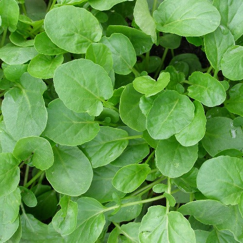 Upland Cress Seed