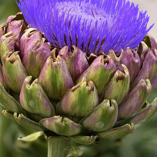 artichoke flower seeds Artichoke Seeds, Green Globe
