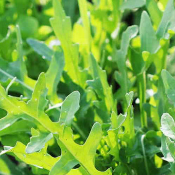 Herb, Arugula Seeds - Rocket (Roquette)