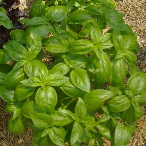Large Lead Italian Basil