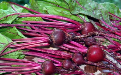 Beet Seeds, Ruby Queen Beetroot Seed