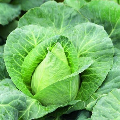 Jersey Wakefield Cabbage Seeds