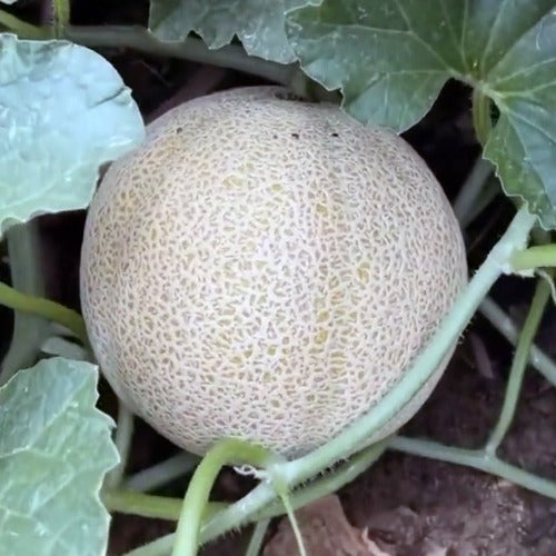 Cantaloupe- Honey Rock-AAS Winner