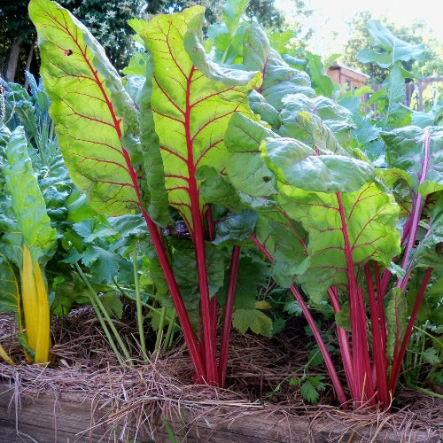 Swiss Chard