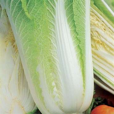 Chinese Michihili Cabbage