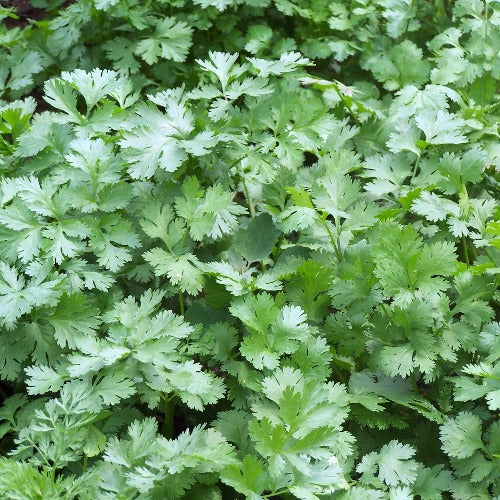 Slow Bolt Cilantro Seed