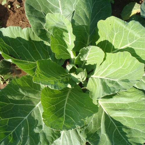 Vates Collard Grenns Seed