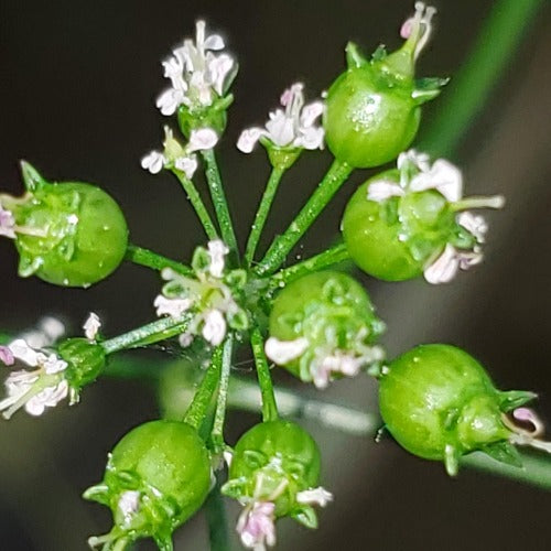 Corriander Seed - Cilantro Leaves
