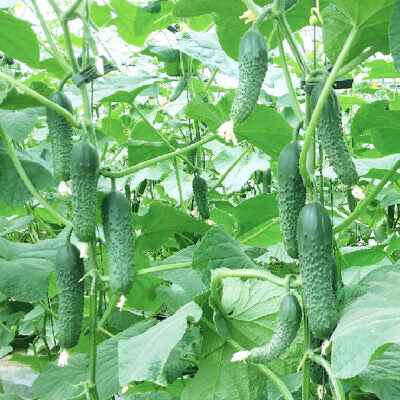 National Pickling Cucumber Organic Seeds - 75 Seeds