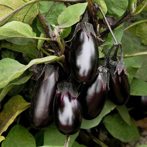 Black Beauty Eggplant