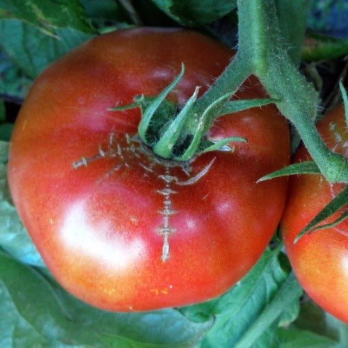 Floradade Tomato Seeds