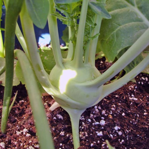 White Vienna Kohlrabi Seed