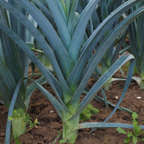 Growing Leeks