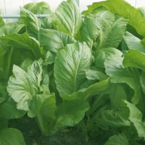 Tendergreen Spinach Mustard Greens Seed
