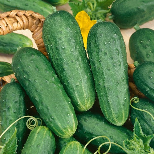 Homemade Pickles Cucumber