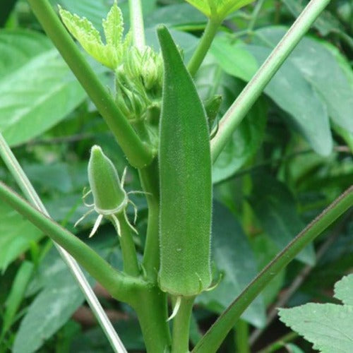 Okra - Perkins Long Pod - Heirloom - NON GMO - 50 Seeds