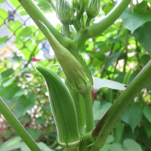 Okra, Clemson Spineless, AAS Winner – Black & White Seed Company