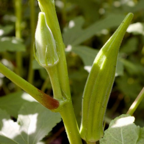Gumbo Okra Seed
