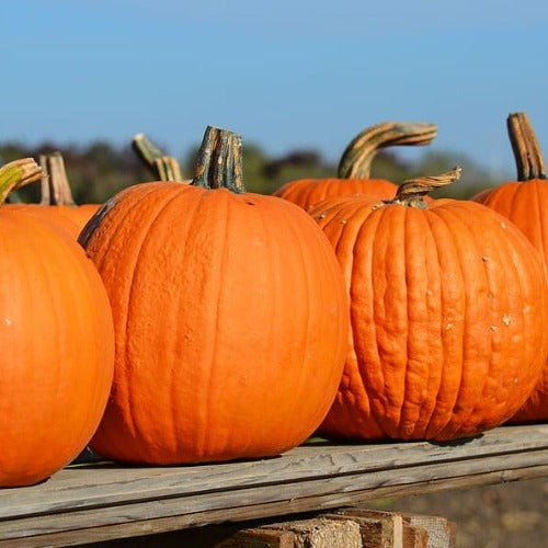 Sugar Pie Pumpkin Seed