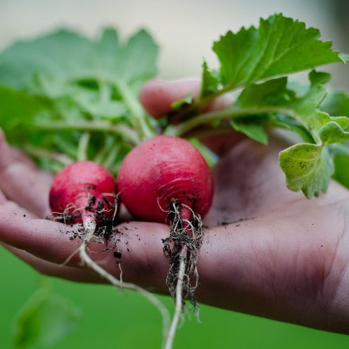Radish Seed
