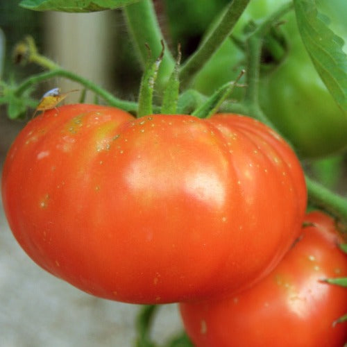 Res Beefsteak Tomato Seed