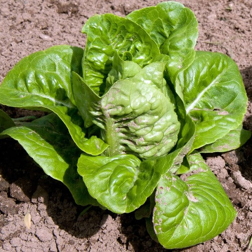 Little Gem Romaine Lettuce seed