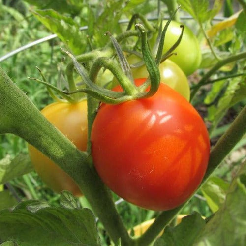 Roma Tomatoes
