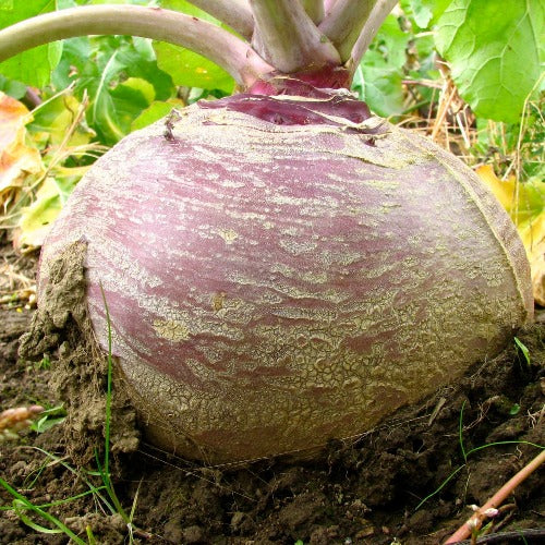 Rutabaga Seeds