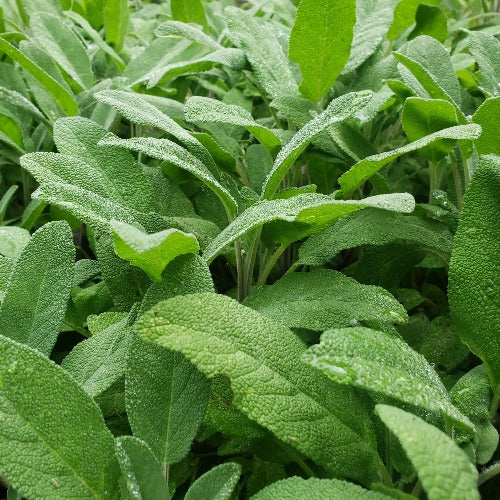 Broadleaf Sage Plant