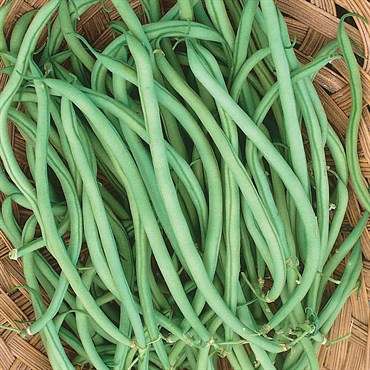 Slenderette Bush Green Bean