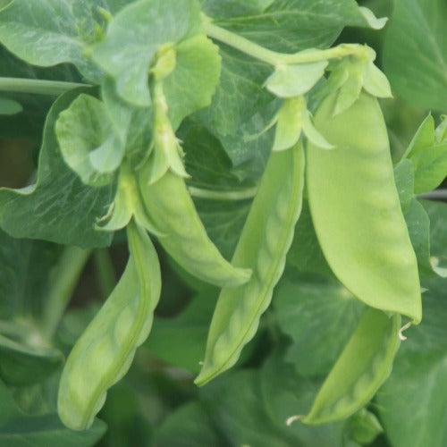 Oregon Sugar Pod Peas
